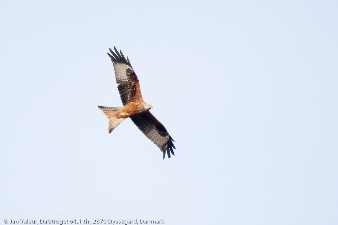 Rød glente (Milvus milvus)